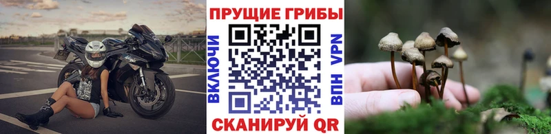 kraken сайт  наркотики  Великие Луки  Псилоцибиновые грибы прущие грибы 